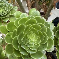 Hermosa Planta 
