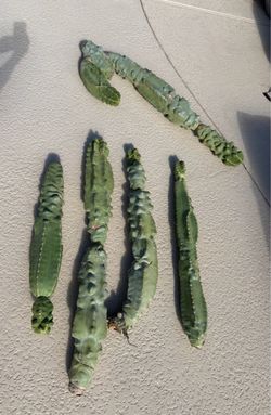 Totem Pole cactus