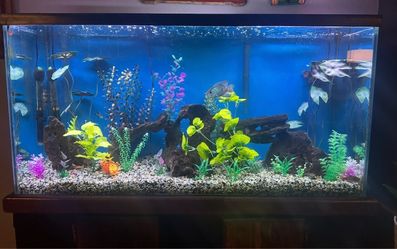 75 gallon fish tank with stand