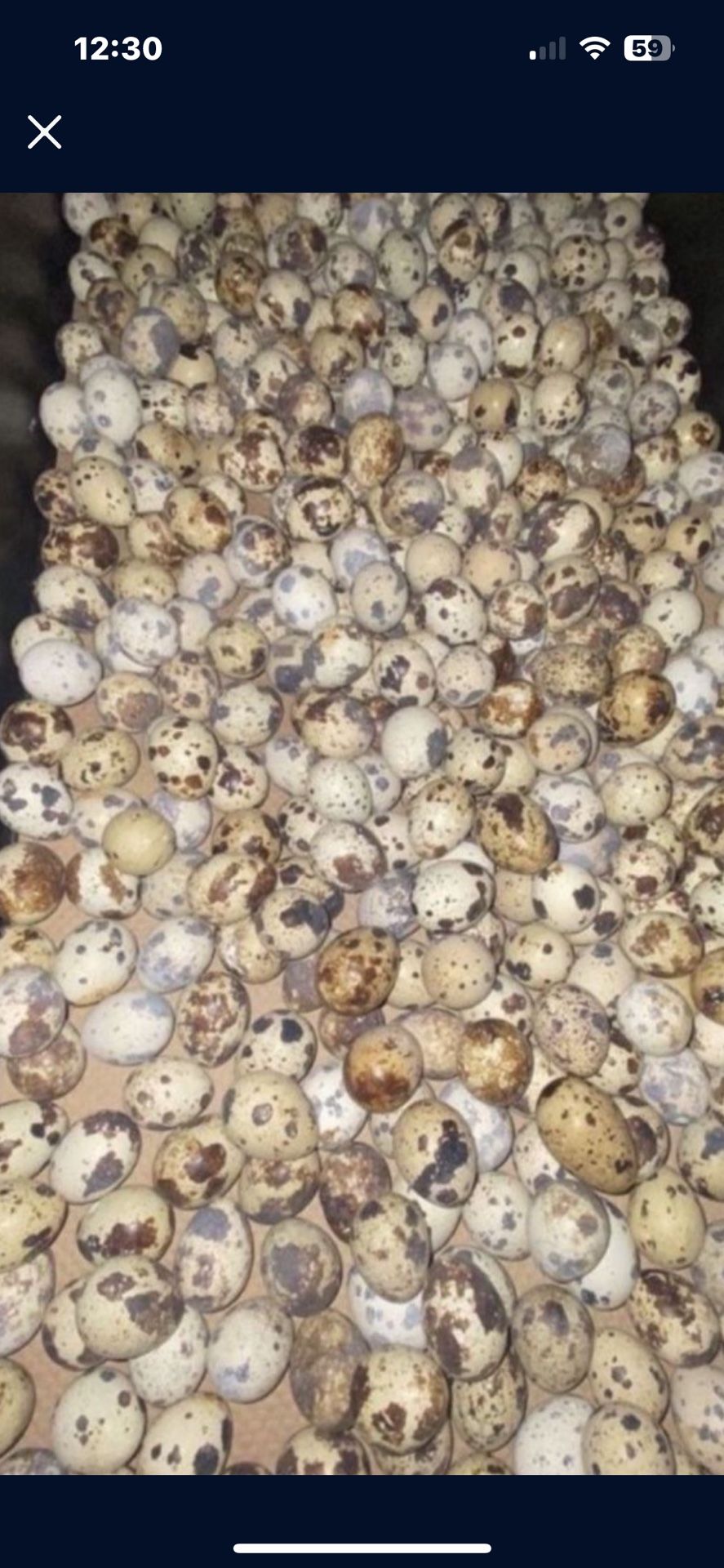 Quails Eggs And Birds