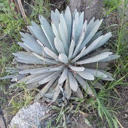 Blue Agave Plant