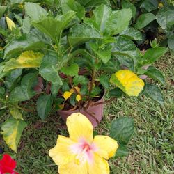 Hibiscus Diferentes Color