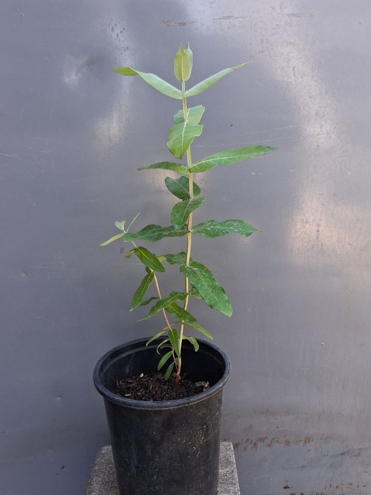 Eucalyptus Nitens Tree