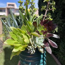 Beautiful Succulent In A Beautiful Pot 