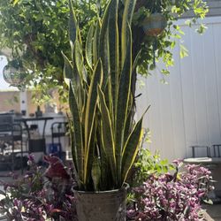 Snake Plant Golden Edge