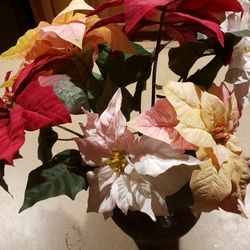 Beautiful Multicolor Poinsettia Flowers In a Beautiful Vase.