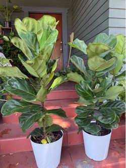 3 Feet Tall Fiddle-Leaf Fig Plant