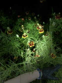 Mexican Hat Flowers