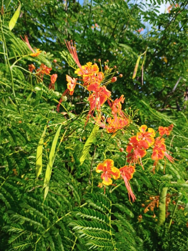 Pride Of Barbados 