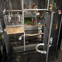 Bird Cage 