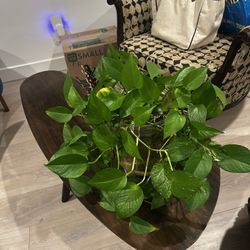 Mature Hydroponic Pothos & Thick Glass Tureen