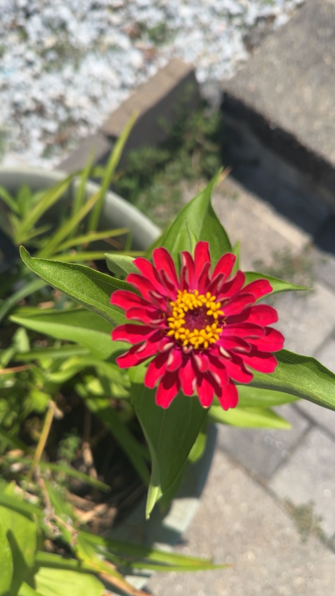 Flowers For Free To Plant