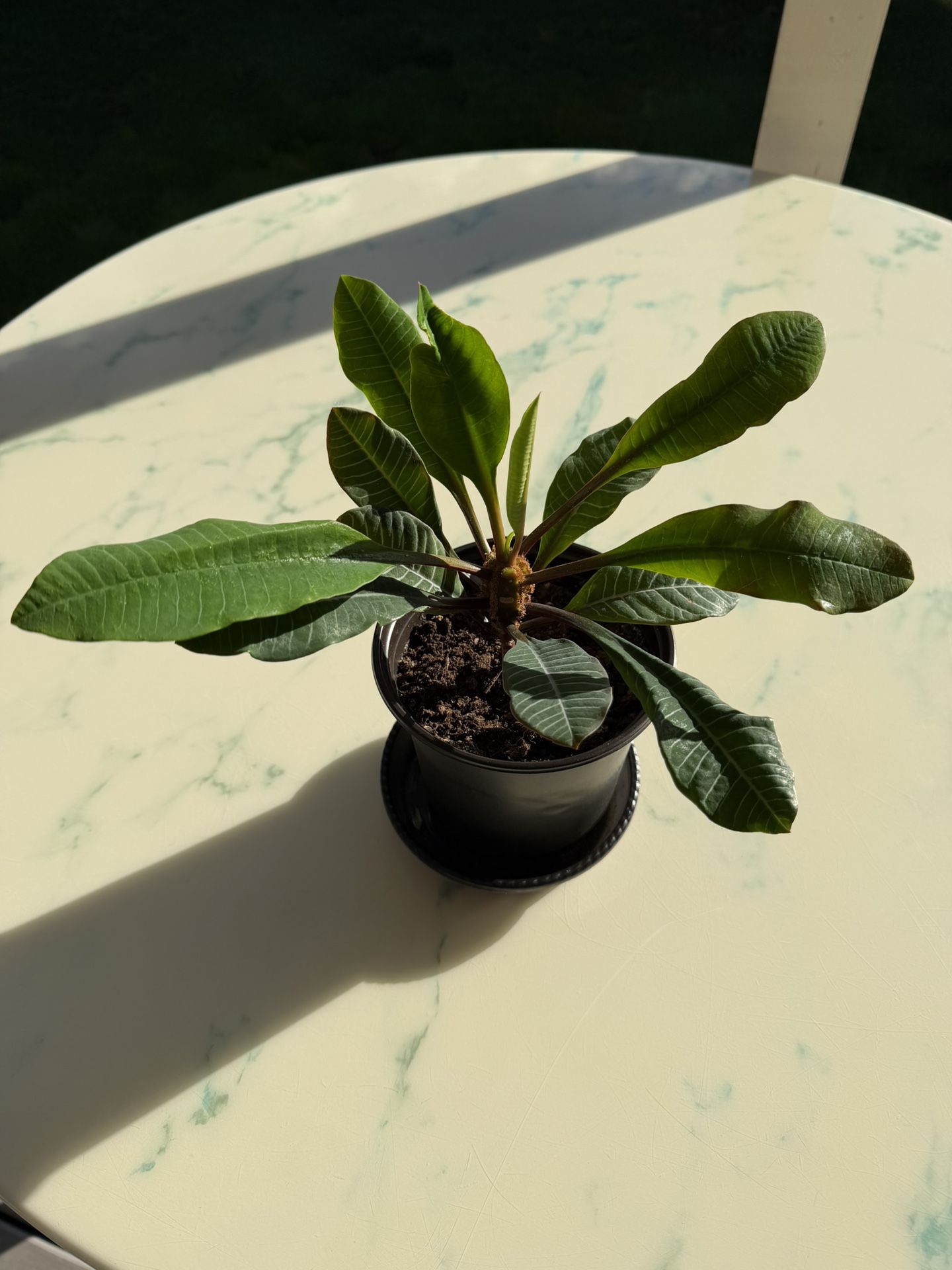 Madagascar Jewel ‘Euphorbia Leuconeura’ (Out/In Door Life Plant)