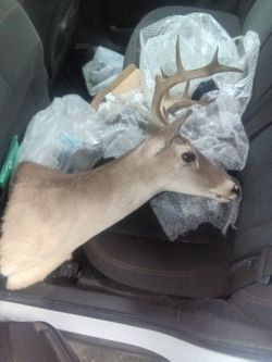 Has little damage to horn