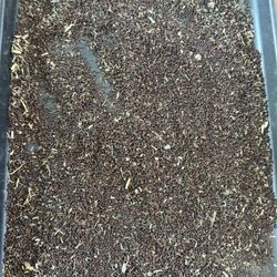 油菜种子 （板蓝根菜种子）
