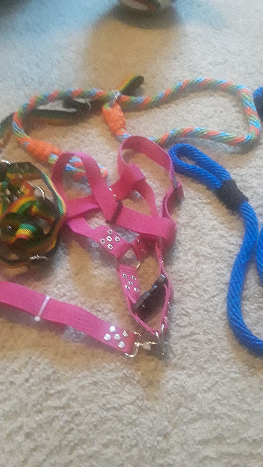 Collar Dogs