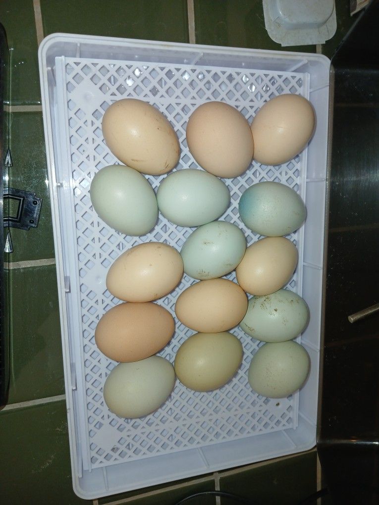 Fertile Chicken Eggs