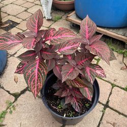 Beautiful Succulent Blood Plant Outside 