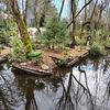 Lowell's Pond And Plants