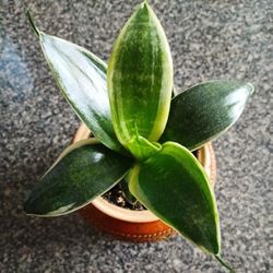 Young Snake Plant Live 