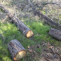 Free Firewood. You Must Cut It Up And Take It