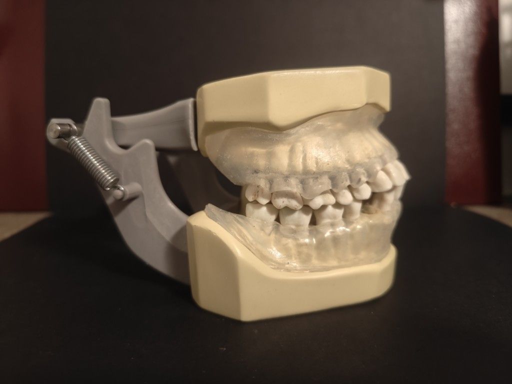 Columbia Periodontal Typodont