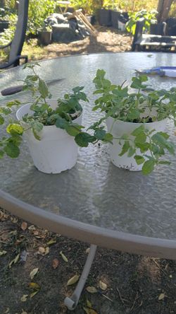 Spearmint plant