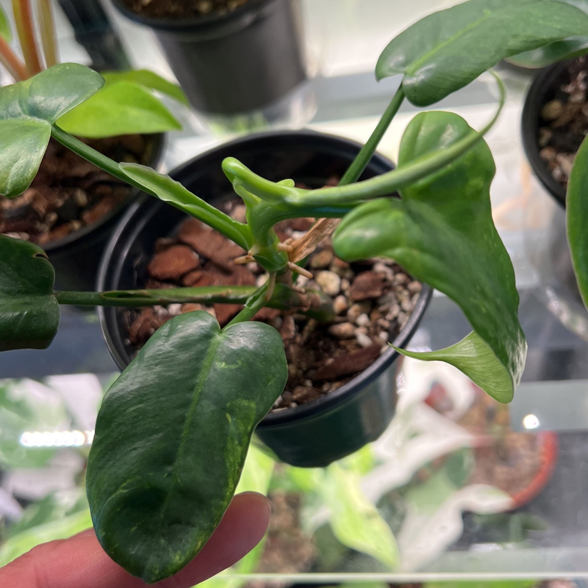 sinensis plant Tea Plant main image 1