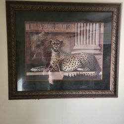 Cheetah Picture Large