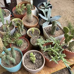 Variety Succulents & Cactus Plants