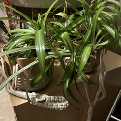 Young Spider Plant