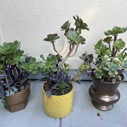 Large Beautiful Succulent Planters