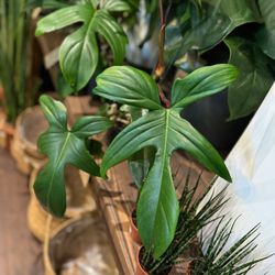Rare Lush Trailing Philodendron Florida Green Plant/ Indoor plant/ House Plant flower patio garden