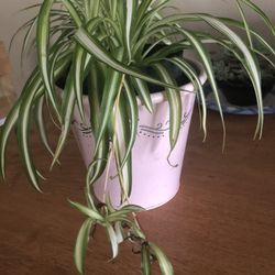 Spider Plants