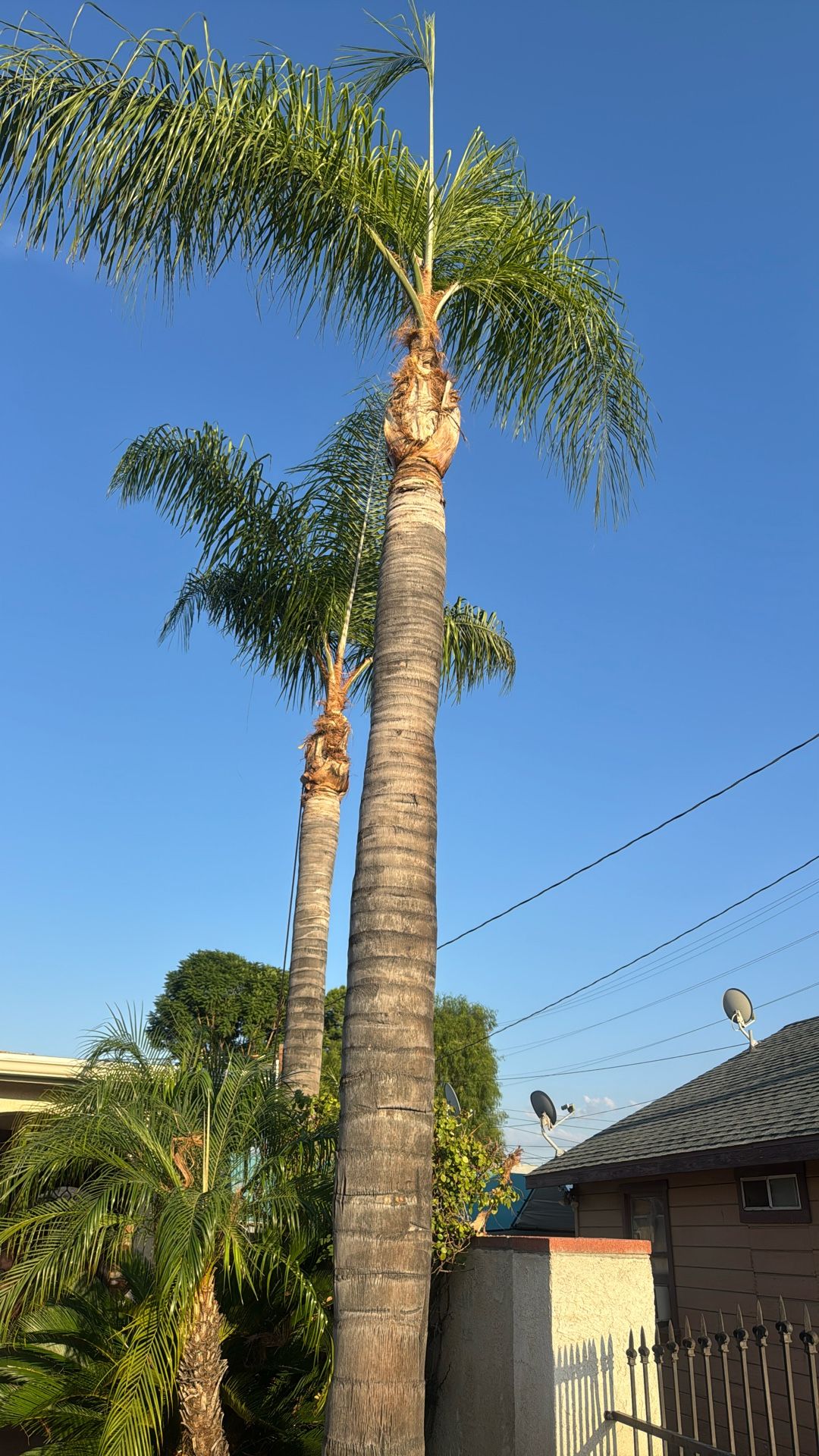 Palms Trimming