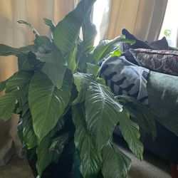 Spathiphyllum wallisii Plant 