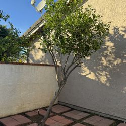 Mature Fruit Bearing Grapefruit Tree ($100 Off If You Can Dig It Up!)