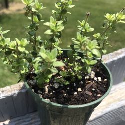 Lemon Thyme Herb Plant - 3.5 inch pot 