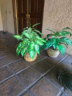 Artificial house plant , commonly known as "Dumb Cane,"