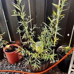 Weeping Willow Plant