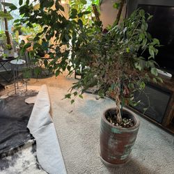 Large Indoor Plant 