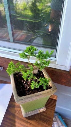 bonsai