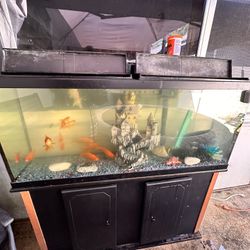 Fish Tank 