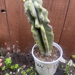 Cactus/cacti Plant