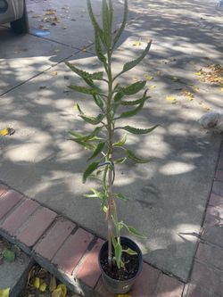 mother of tousand plant
