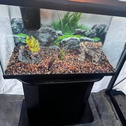 fish tank 