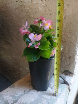 $10 Begonia semperflorens Plant