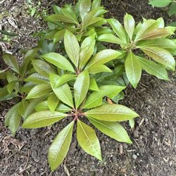 Japanese andromeda or Mountain Fire Plant evergreen shrub. 