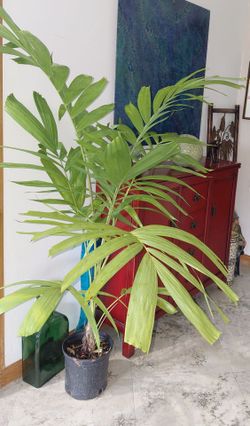 Live Indoor Palm Tree