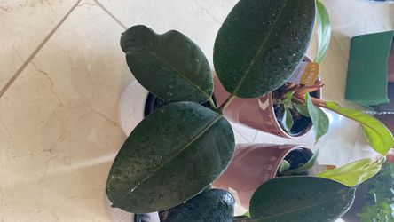 Rubber plants